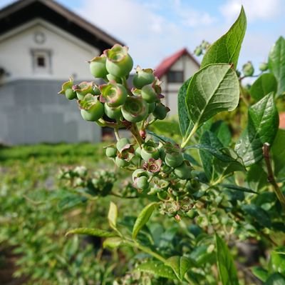 元🍓生産者。今は本業の傍ら直売所でお野菜売ってます。半農半Xに近づけるのが当面の目標。オーガニック・無農薬否定しませんが押し付けは嫌いです。たまにゲームの話もします。ウマ娘、アズレン、メガニケ。