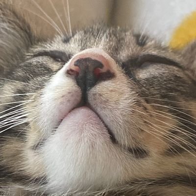 시루さんのプロフィール画像