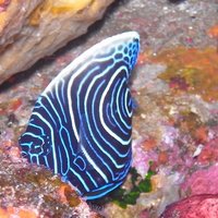 Naomi (@bell_of_liberty) 's Twitter Profile Photo