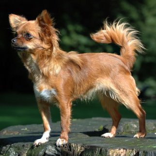 GutemberJose's profile picture. Me gusta mucho la carne asada... LOL