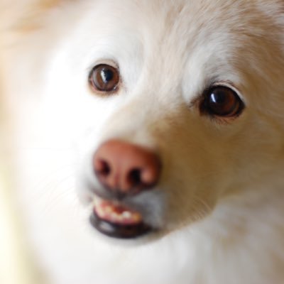 Sae_Kodama's profile picture. 写真家。どうぶつたちの代弁者としてメッセージを発信しています。著書『老犬たちの涙〜“いのち”と“こころ”を守る14の方法〜』（KADOKAWA）、『ラスト・チャンス！』（WAVE出版）、『〝いのち〟のすくいかた』（集英社みらい文庫）ほか。初著『どうぶつたちへのレクイエム』。Facebook、Instagramやってます