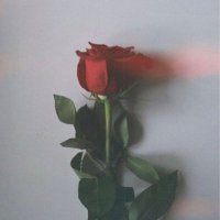 🕊صمتي جوابي 🕊 (@00021queen) 's Twitter Profile Photo