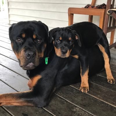 こはる Rottweilers クマちゃん遠吠え また救急車 と思ったら 消防車 火事
