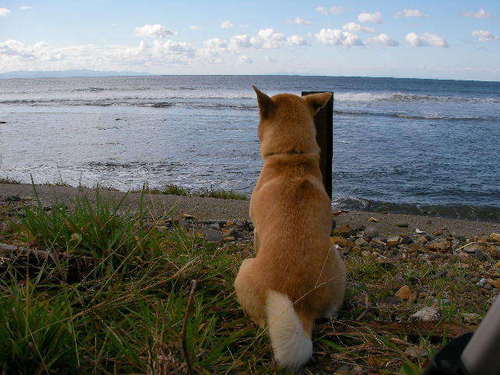 海！Hawaii！自然を愛する。虫は嫌いだけど。柴犬。汚い犬が好き。人に料理作ってあげるの好きだと思う。Def Techの音楽を聴きながら毎日送ってマス。