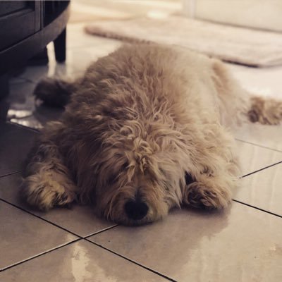 roohizzle's profile picture. 