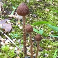 Inocybe 🇺🇦 (@funkyfungifun) Twitter profile photo
