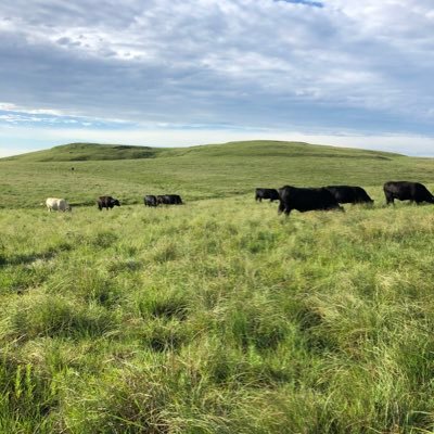 JoeR13's profile picture. rural, rancher, K-Stater, BOE USD 400
