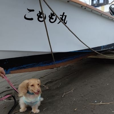 oORt9mXaPPSVbvw's profile picture. うちの犬&猫ファミリー！
我が家は全て保護犬&保護猫‼️
愛犬2匹はミニチュアダックスフント。
名前はこむぎ&こもも！
愛猫は３匹で名前は、くろまめ&しらたま&あんみつ！