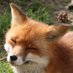 ⚠️🔞Youko🔞🎨 (@smilingfoxation) Twitter profile photo ⚠️🔞Youko🔞🎨 (@smilingfoxation) Twitter profile photo
