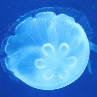 n_chhhese's profile picture. 