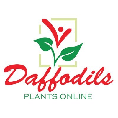 Daffodils is the venture of couple who loves plants and natural greenery that gradually turned into a business.