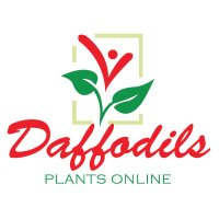 Daffodils Online Plant Nursery Qatar(@DaffodilsPlants) 's Twitter Profile Photo