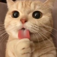 Püskevit (@biskuvihz) 's Twitter Profile Photo