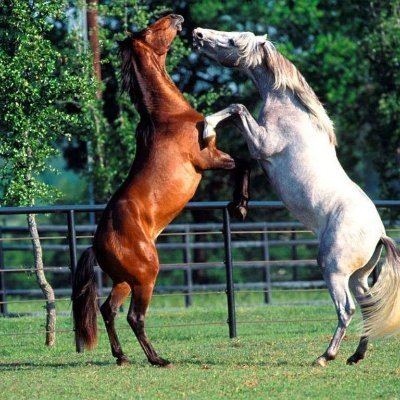 🇩🇪🐎🇪🇺 FCK NZS
Immer Gerecht und Sage offen meine Meinung !