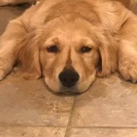Furry Friends (@furryfriendsdc) 's Twitter Profile