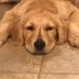 Furry Friends (@furryfriendsdc) Twitter profile photo Furry Friends (@furryfriendsdc) Twitter profile photo
