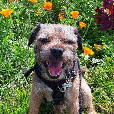 I'm no longer a young BT but living the good life in Dog's own County! Born August 2013. Proud member of #BTPosse. Luvs noms, tuggys and barking at big furs!