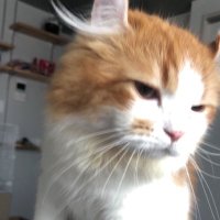 Steve Yang (@steveyang28) Twitter profile photo