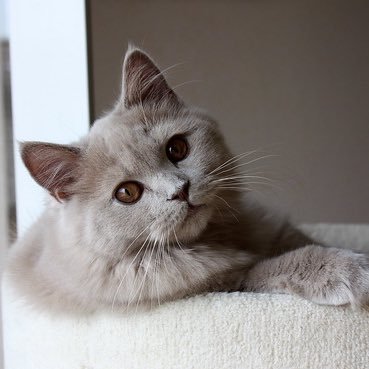 nekobunbun55's profile picture. よろしくお願いします！