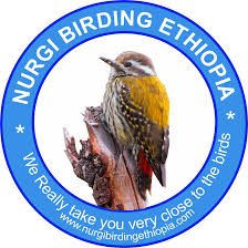 Nurgi Birding is a leading BIRDING TOUR company in ETHIOPIA 🇪🇹 which specialises in BIRDING TRIPS and BIRD PHOTOGRAPHY visit our website and contact us .
