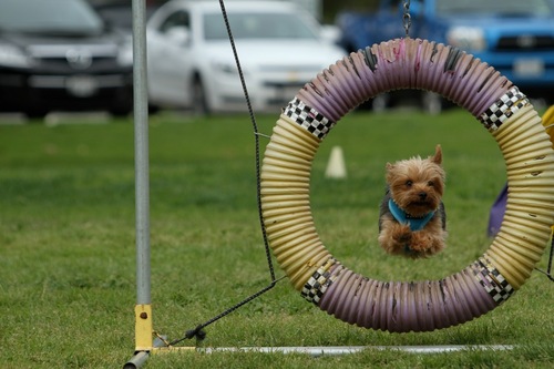 RileytheYorkie's profile picture. Yorkie with a zest for life!  Hobbies include agility, animal therapy and hobnobbing with the stars!
