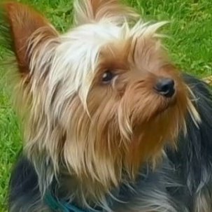 Smallest canine presenter of #BBC #GardenersWorld Often seen with @themontydon and @montsydognellie.(parody)
I am not a rat.
