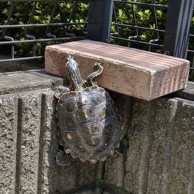 色々勉強中
クロコブチズガメ好き。テラピンは勉強中…。アラサー2児の母です
(動物取扱)さいたま市第896号「カメ部屋」 古物商許可有