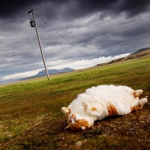 kawai0606's profile picture. 