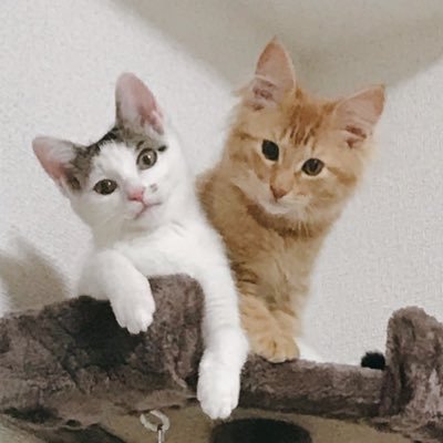 ミスチルとかスピッツとかそのへんを昔から追いかけてます。最近もっぱらK-pop界隈。猫多めです。仕事は施設ケアマネ。愚痴多めです。福島県いわき市出身