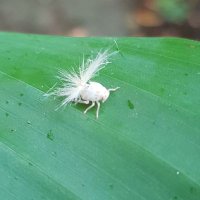 Aysel Altınsal (@danoloni) Twitter profile photo