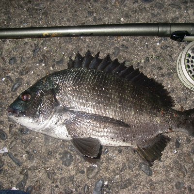 tcbn06153's profile picture. 特に好きなアーティスト　Mr.Children　奥華子さん　宮崎奈穂子さん　AZURE　AZURE#　DualCode　大山百合香さん　近藤晃央さん　ケラケラ　YAK.　みつあみ ゆりさん　etc..たくさんの方を応援しています

持病　潰瘍性大腸炎・統合失調症患っています。