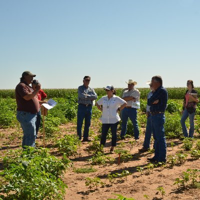 Texas A&M AgriLife Extension Agent - IPM for Hale and Swisher Counties in the High Plains of Texas