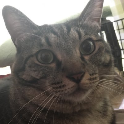 猫とスギタタカ🐱🐱さんのプロフィール画像