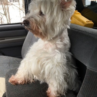 WritesHolden's profile picture. Researcher-Veteran