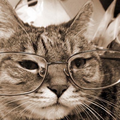 Història - Professora d'Institut a poc de jubilar-se. Ecologista, animalista i feminista. Gatòfila :)