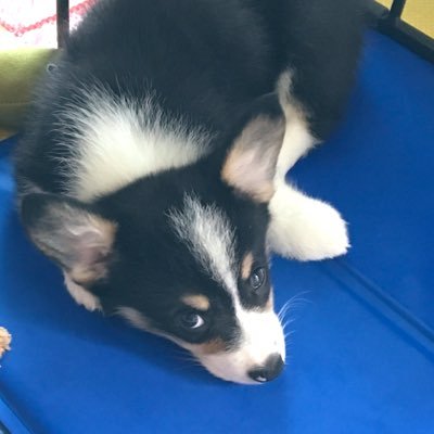 kiri_maro's profile picture. 三毛犬コーギーきりまろ（6歳6ヶ月、♂）と野良くろ（飼い主） の日々。 おでこの麻呂眉元気の印。下町生まれ下町育ち。誕生日は2019.5.14