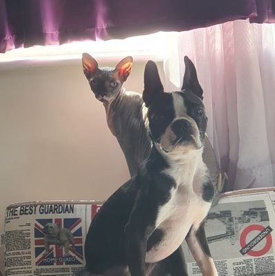 My name is Mr.Wrinkles and I am Sphynx cat. And my name is Bucky and I am Boston Terrier. We are brothers and we have amazing daddy and mommy who loves us much.