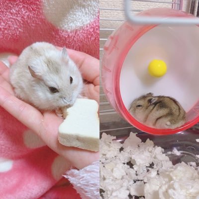 🐹プティングハムスター ちーず♀ .🎂↪︎2019/04/17 .🏠↪︎2019/05/28 🐹ジャンガリアンハムスター ここあ♂.🎂 ↪︎2020/06/26 .🏠 ↪︎2020/07/14