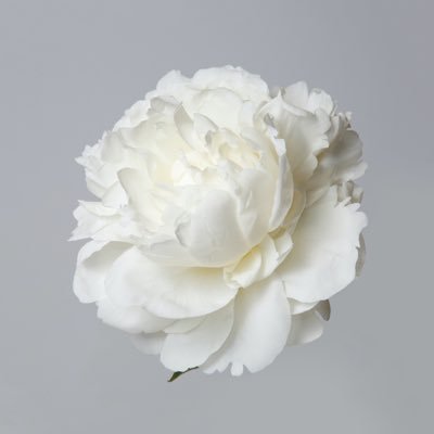 Julia88511464's profile picture. uplift and inspire others ∞