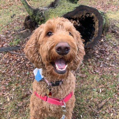 chrissy090's profile picture. Graphic Designer | Makeup & Music Junkie | Mom to a crazy doodle and 2 cats.