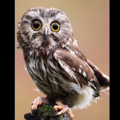 CuriousOwl10's profile picture. Curiious but wise and mysterious