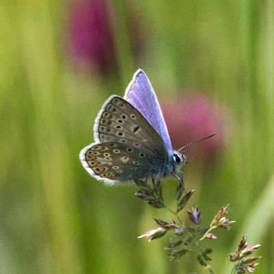 Falter, Schmetterlingsmonitoring & Biodiversität
Butterflies, Butterflymonitoring & Biodiversity
Jens Weller, @phlox81 & @meetingcpp