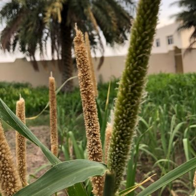 hadram33's profile picture. 