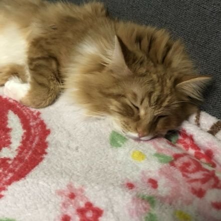 ライフアフター ドベ鯖&イージー鯖に生息
猫とドクペが大好きな社畜((((;゜Д゜)))
エイムが皆無な狙撃兵(´▽`)