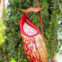 Amazing Plants (@amazingplants) 's Twitter Profile