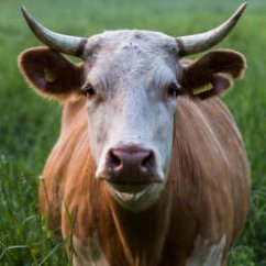 SBovinogadoso's profile picture. O Sr. Bovino Gadoso adora o chicote do estado. 
Acha que só a política é o caminho e diz todo pomposo que os impostos são o preço para se viver em sociedade.