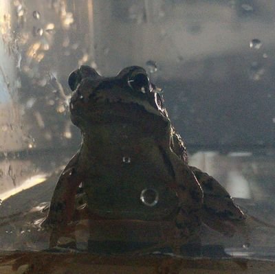 Boewleon's profile picture. 🏴󠁧󠁢󠁥󠁮󠁧󠁿English and Christian, English is indeed an ethnicity, not a skin-suit.
There are demons in our lands, and some of them wear suits.