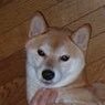 TakakoKiku1's profile picture. 