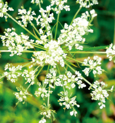 InnerSBL's profile picture. Love, nothing else.