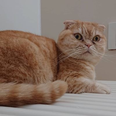kokeshi0528's profile picture. しがないインフラとミドルウェアを上から下まで面倒見てるSEでございます。最近はDBな会社に所属しました。曲がったことが好きではありません。
子供達の未来のあるべき姿を前提に物事考えることが多々。右も左もあっていいと思うけど、極論は嫌いです。
国際政治学者